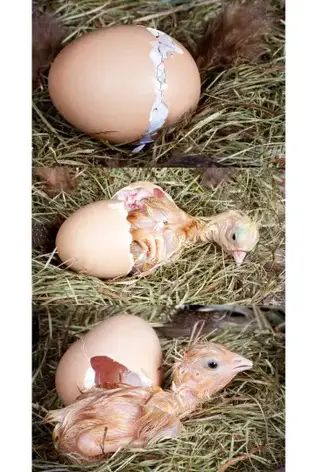 21 FAQ About Incubating Chicken Eggs Incubating Chicken Eggs, Egg Photography, Baby Chicken, Diy Chicken Coop Plans, Diy Chicken, Coop Plans, Cracked Egg, Chicken Coop Plans, Baby Chickens