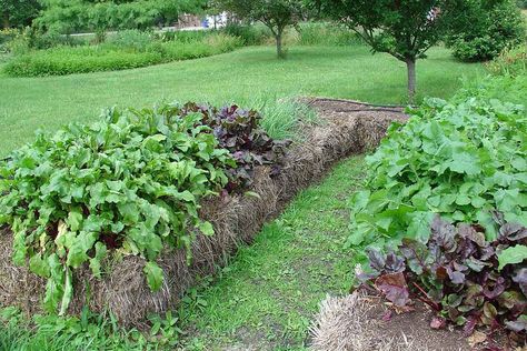 What to Know About Hay Bale Gardening Hay Bale Gardening, Straw Bale Gardening, Log Planter, Straw Bale, Straw Bales, Hay Bales, Starting A Garden, Backyard Inspo, Family Handyman