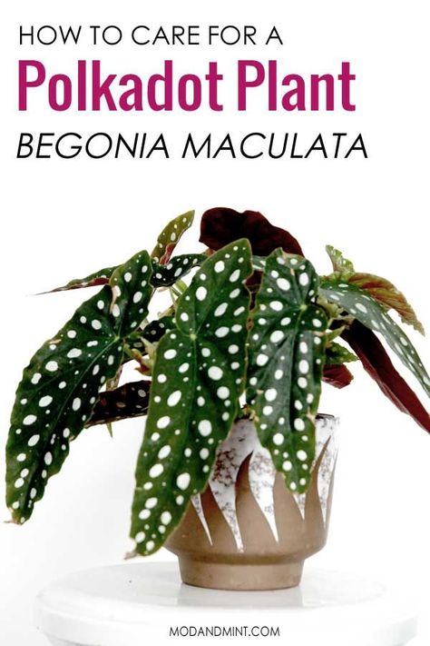 Plant board pin! Complete Indoor Houseplant Guide for the Polka Dot Begonia Maculata. How to care for this beautiful angel wing begonia plant. Light, Watering, Pruning, Propagating, Troubleshooting. | modandmint.com | #angelwingbegonia #indoorplants #houseplants #plants #canebegonia #indoorgardening #begonia #polkadotplant Polka Dot Begonia, Begonia Maculata, Houseplant Care, Plant Care Houseplant, Smart Garden, Indoor Plant Care, Indoor Gardens, Terrarium Plants, House Plants Decor