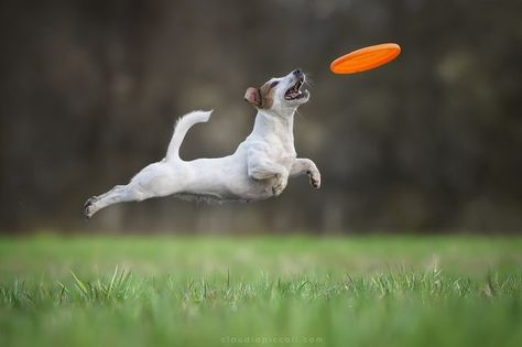 Chien Jack Russel, Pet Station, Jack Russell Puppies, Terrier Breeds, Animal Magic, Dog Agility, Sporting Dogs, Russell Terrier, Dog Paintings