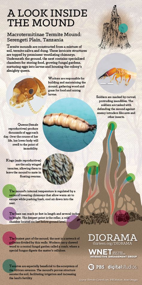 Infographic: A Look Inside the Termite's Mound | PBS Digital Studios. #Diorama Animal Intelligence, Architecture Portfolio Design, Termite Control, Infographic Poster, Facts For Kids, Sustainable Architecture, Architecture Portfolio, African Animals, Food Store