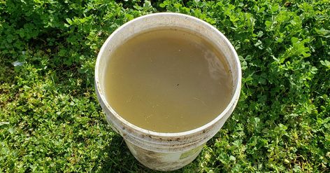 How To Make Worm Casting Tea - The Garden Magazine Worm Castings Tea, Worm Castings, Garden Magazine, Common Birds, Invasive Plants, Gardening For Beginners, Garden Spaces, Live Long, Have You Ever