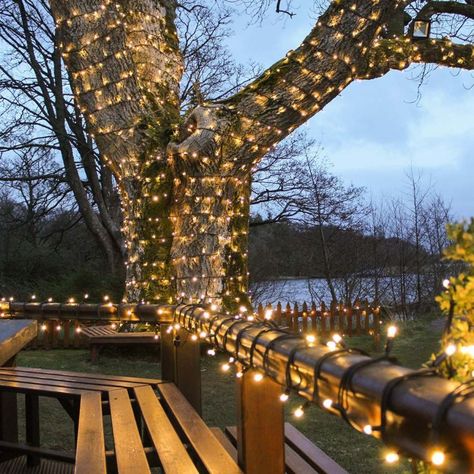 String Lights: Buy LED String Lights from Festive Lights Scandinavian Lodge, Led String Lights Outdoor, Outdoor Trees, Indoor String Lights, Led Fairy Lights, Christmas String Lights, Christmas Garden, Fairy String Lights, Wedding Christmas