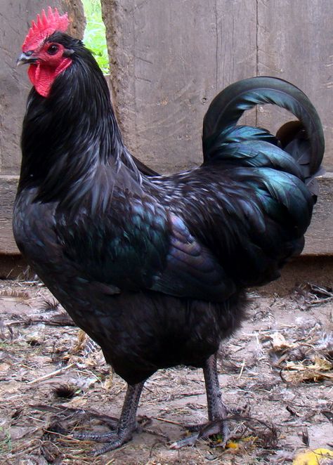 Australorp Wild Chicken, City Chicken, Chicken Coop Garden, Types Of Chickens, Beautiful Chickens, Black Birds, Hen Chicken, Backyard Farming, Backyard Chickens