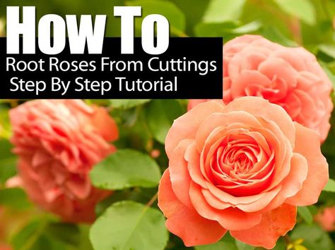 You can either watch the video or go to the Hartwood Roses link given on this site. Roses From Cuttings, Garden In Pots, Full Sun Container Plants, Rose Plant Care, Rooting Roses, Rose Gardening, Rose Cuttings, Rose Care, Cut Flower Garden