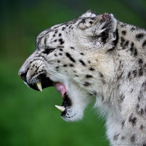 35 Adorable Snow Leopard Photos To Celebrate The Fact That They’re No Longer ‘Endangered’ Pallas Cats, Glimmer Of Hope, Support Portable, Amur Leopard, Cat Sanctuary, Wonderful Nature, Kent Uk, Black Jaguar, Awesome Animals