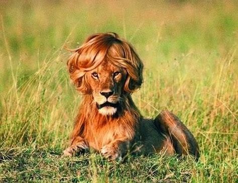 And then there's this lion who knew better and got a blowout. | 18 Cute Animals Having A Worse Hair Day Than You Funny Advertising, Funny Commercial Ads, Funny Lion, Funny Commercials, Commercial Ads, Funny Ads, Publicidad Creativa, Guerilla Marketing, Best Ads