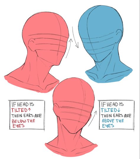 Head And Torso Drawing Reference, Head Drawing Template, Looking Up Head Reference, Male Head Shape Reference, Anime Head Guidelines, Drawing Guidelines Face, Head Bust Drawing Reference, Head Guidelines Drawing, Head And Shoulders Drawing Reference