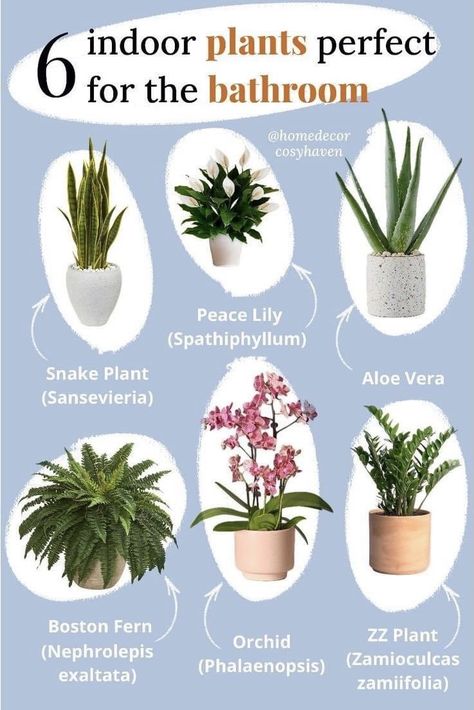 Plants That Do Well In Bathrooms, Bathroom Plants That Absorb Moisture, Plants For Bathroom With No Windows, Bathroom Plants Ideas, Bathroom Greenery, Plants Humidity, Greenery Bathroom, Bathroom Plants No Sunlight, Bathroom Plants Low Light