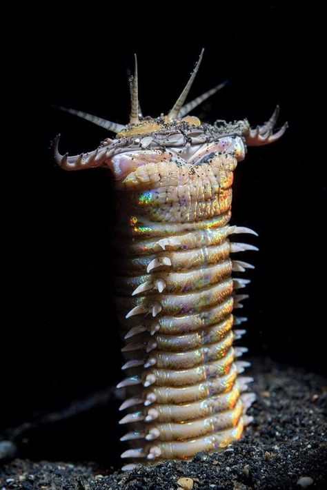 Bobbit Worm, Weird Bugs, Body Snatcher, Scary Bugs, Weird Insects, Unique Creatures, Strange Animals, Kaiju Design, Unusual Pictures