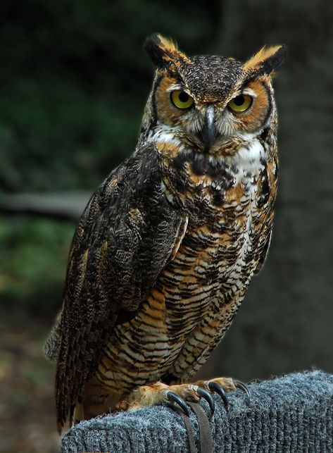 Horned Owl | Owl | MAGNISS | Flickr Awesome Owls, Owl Photography, Owl Tattoo Design, Owl Photos, Owls Drawing, Owl Pictures, Beautiful Owl, Great Horned Owl, Bird Wallpaper