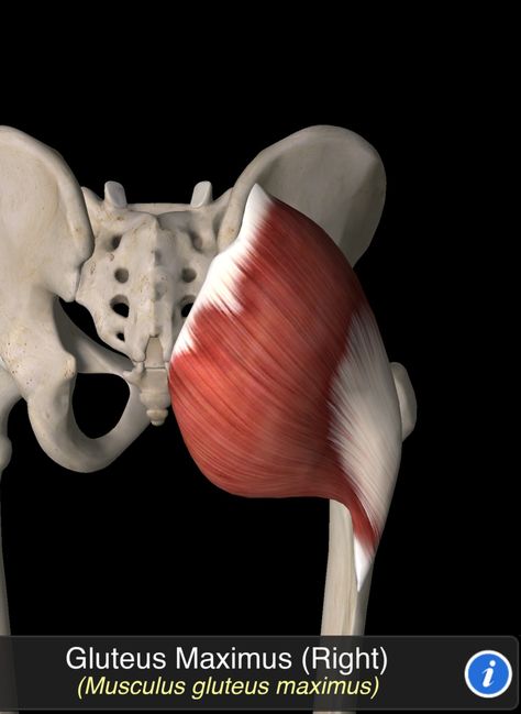 Musculus Gluteus Maximus Gluteus Maximus Anatomy, Gluteus Maximus, Muscle Movement, Lower Body Muscles, Human Body Anatomy, Muscle Anatomy, Body Anatomy, Anatomy Drawing, Anatomy Reference