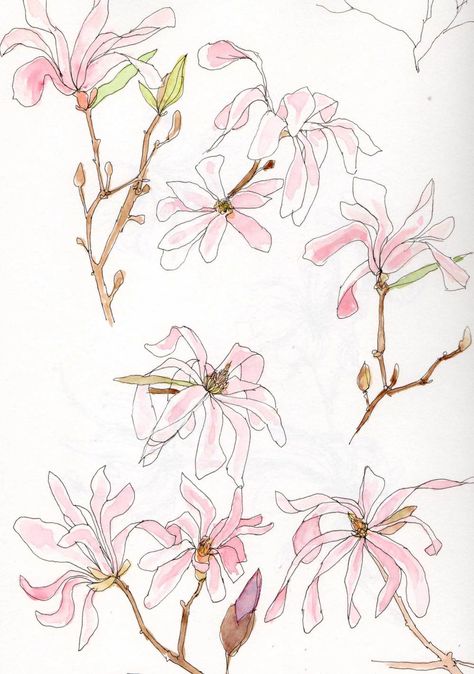 Pen drawing | Kate Wilson Magnolia Sketch, Sketch For Watercolor, Kate Wilson, Flower Funny, Color Exploration, Watercolour Sketches, Hand Painted Dress, Magnolia Flowers, Flower Drawings