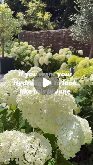 Gardens With Hydrangeas, Growing Hydrangeas In Pots, Container Hydrangea, Trimming Hydrangeas, What To Plant With Hydrangeas, Hydrangea Pruning, Hydrangea Planters, Hydrangea Annabelle, Bobo Hydrangea