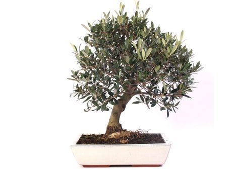 Olive Bonsai Tree, Olive Bonsai, Olive Tree Bonsai, Shohin Bonsai Trees, Fukien Tea Bonsai, Bonsai Care, Bonsai Soil, Wild Olive, Bonsai Tree Types