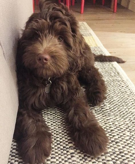 chocolate labradoodle Beauceron Dog, Chocolate Labradoodle, Petit Basset Griffon Vendeen, Harness Dog, Australian Labradoodle, Labradoodle Puppy, Food Homemade, Yorkshire Terrier Puppies, Doodle Dog