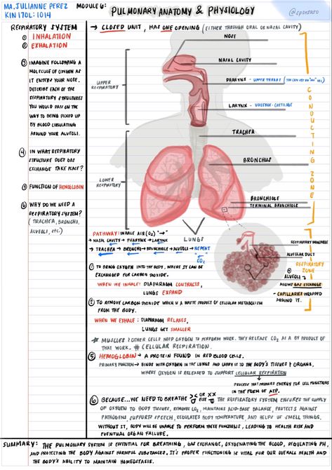 Pulmonary Anatomy & Physiology Cornell Notes Biology, Lungs Notes, Physiology Notes, Lungs Anatomy, Emt Notes, Anatomy And Physiology Notes Study, Nursing School Studying Cheat Sheets, Medicine Notes, Cornell Notes