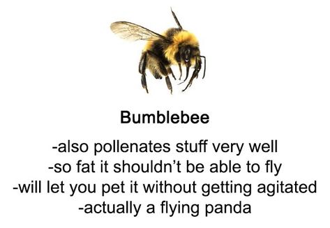 Someone Wrote A Funny Guide About Bees And Wasps And You Might Learn Something New | Bored Panda Lost In The Sauce, Bee Stuff, Carpenter Bee, Bees And Wasps, Bee Garden, Bee Mine, Flying Insects, Arthropods, Save The Bees