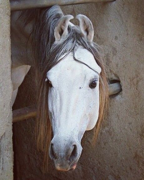 Kathiawari Horse, Facial Markings, Kathiyawadi Horse, Horses Black And White, Marwari Horses, Haunting Beauty, Horse Ears, God Is Awesome, Art Examples