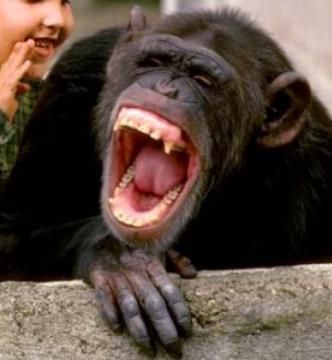 make me laugh Laughing Pictures, The Man Who Laughs, Good Comedy Movies, Laughing Animals, Laughter The Best Medicine, Pet Monkey, A Monkey, Belly Laughs, We Are The World