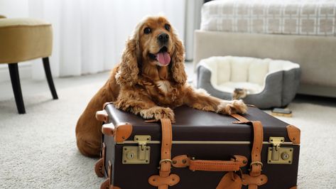 Bring your pets along to a short weekend staycation at these hotels Read more of such stories at herworld.com. Sprocker Spaniel Puppies, Pet Taxi, Dog Friendly Vacation, Pet Sitting Services, Dog Friendly Hotels, Pet Boarding, Pet Friendly Hotels, Spaniel Puppies, Animal Companions