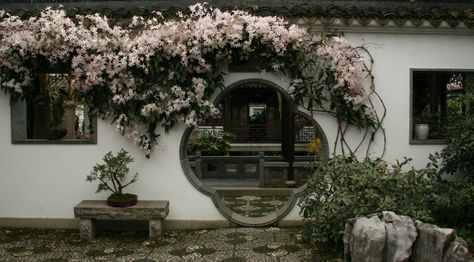 Chinese garden with Apple Blossom Evergreen Clematis (Clematis armandii ‘Apple Blossom’) Zen Garden Backyard, Evergreen Clematis, Clematis Trellis, Clematis Armandii, Evergreen Landscape, Clematis Montana, Small Yard Landscaping, China Garden, Zone 7