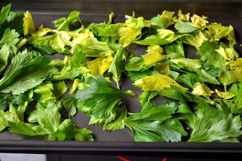 What To Do With Celery Tops, Celery Tops Recipe, What To Do With Celery Leaves, Celery Leaves What To Do With, What To Do With Celery, Celery Tops, Celery Leaves, Compost Heap, Dehydrating Food