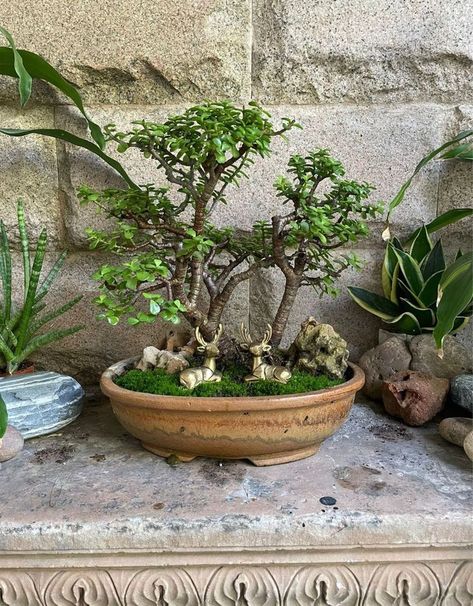 Jade Plant Indoor, Miniature Garden Ideas, House Plants Aesthetic, Plant Pot Ideas, Jade Bonsai, Plants Aesthetic, Jade Plant, Plant Pot Decoration, Garden Decor Projects