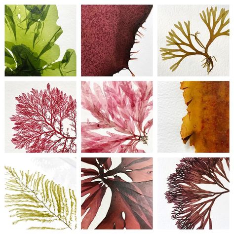 Here is just a small selection of the beautiful seaweeds I get to press in my little studio on the South coast of England. #colourfriday #buylessbuybetterbuyhandmade #seaweed #algae #wonderinnature #aweandwonder #unique #oneofakind #pressedseaweed #seaweedpressings #seaweedart #foragedart #tideline #coastalforaging #coastaldecor #slowliving #livingbythesea #sustainableartist #seainspired #seasidemoocher Rising Tide, Sea Inspired, Mood Board Inspiration, Reference Images, Slow Living, Brand Guidelines, Coastal Decor, Botany, The South