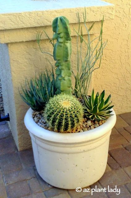 Plants For Pots, Raised Container Garden, Desert Gardening, Cactus Arrangement, Plants In Pots, Kalanchoe Blossfeldiana, Plant Arrangements, Garden Container, Desert Botanical Garden