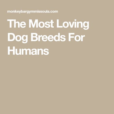 The Most Loving Dog Breeds For Humans Dog Friendly Stores, Dog Car Accessories, Dog Lover Jewelry, Premium Dog Food, Terrier Breeds, Most Popular Dog Breeds, Food Topper, Life Itself, Dog Facts