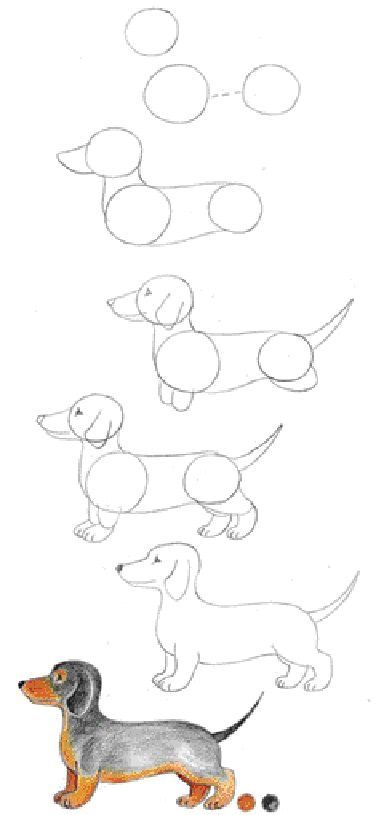 Drawing Diy Step By Step, How To Draw A Weenie Dog, Daschund Drawing Illustration, Dog How To Draw, How To Draw Dachshund, Nature Animal Drawing, Dashound Drawings, Step By Step Dog Drawing, Drawing Dogs Step By Step