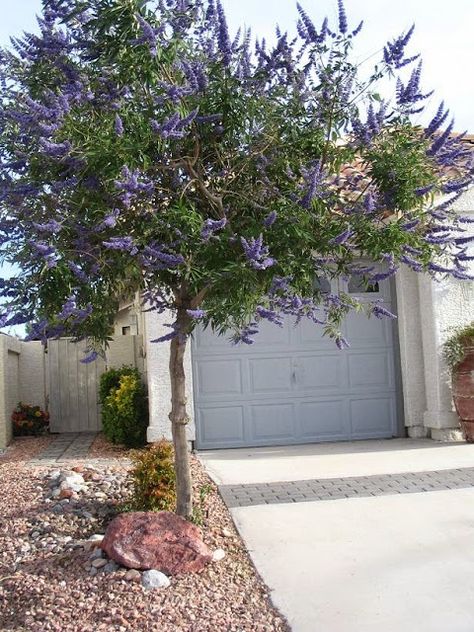 Zone 11 Landscaping, Chase Tree, Rancher Life, Texas Xeriscape, Tree Landscaping Ideas, Vitex Tree, Olive Trees Landscape, Garden Circle, Waterwise Landscaping