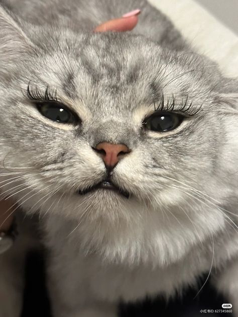 Cat With Lashes, Funny Cat Pics, Cat Memes Funny, Her Drawing, Funniest Cat, Silly Cats Pictures, Cute Cats Photos, Pretty Animals, Silly Animals