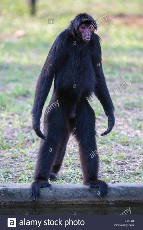 Monkey standing in outdoors park, Manaus, Brazil Stock Photo: 127289347 - Alamy Monkey Standing, Manaus Brazil, Black Monkey, Monkey Drawing, Monkey World, Animals Tattoo, Monkey Tattoos, Spider Monkey, Aye Aye