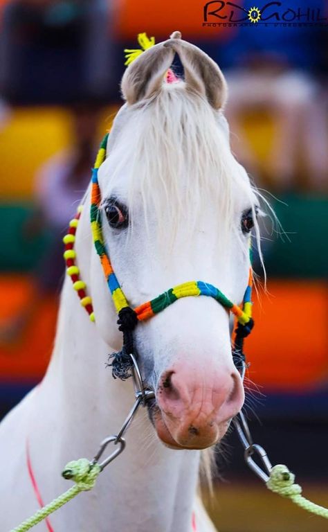 Photo credit- RD Gohil Arabian Horse Costume, Youtube Photo, Kathiyawadi Horse, Wedding Horse, Horse Costume, Arab Horse, Marwari Horses, Horse Wedding, Horse Costumes