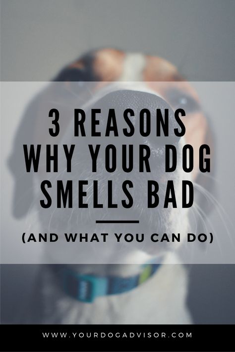 3 Reasons Why Your Dog Smells Bad (and What You Can Do) Dog Farts, Stinky Dog, Smelly Dog, Dog Remedies, Dog Wellness, Urine Smells, Dog Breath, Easiest Dogs To Train, Dog Smells