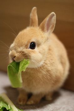 bunny eating lettuce Rabbit Eating, Small Rabbit, Bunny Pictures, Funny Bunnies, Baby Bunnies, Sweet Animals, 귀여운 동물, Cute Bunny