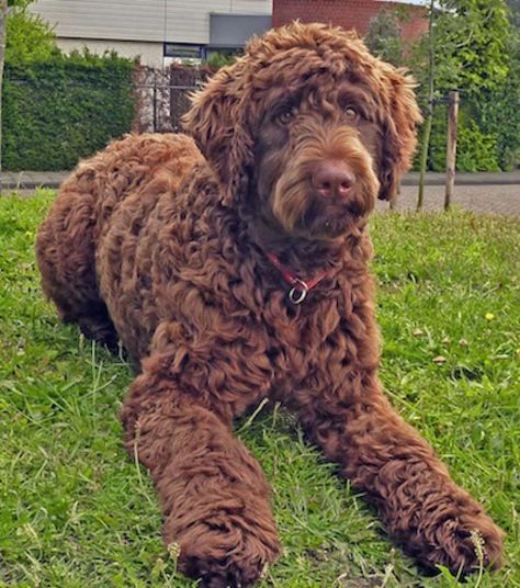 Flandoodle with brown curly coat (Bouvier des Flandres and Poodle mix) Flandoodle Dog, Doodle Dog Breeds, Hypoallergenic Puppies, Puppy Fever, Bouviers Des Flandres, Puppy Cut, Poodle Grooming, Tea Cup Poodle, Bulldog Breeds