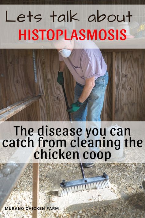 How To Keep Chicken Coop Clean, Cleaning Chicken Coop, Chicken Coop Fan, Duck Raising, Cleaning Chicken, Chicken Hacks, Clean Chicken Coop, Chicken Diapers, Happy Chickens