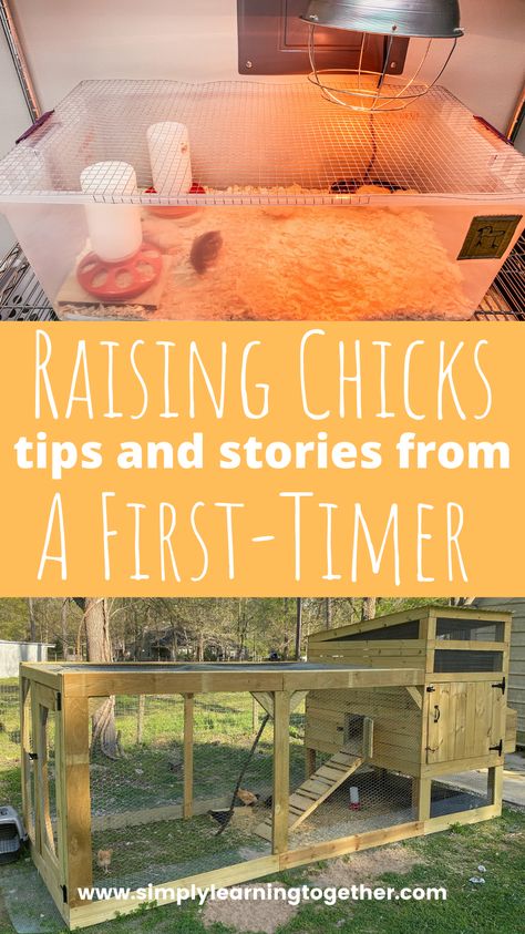 Getting Chickens For The First Time, Chicken Story, Raising Chicks, Chicken Pictures, Raising Backyard Chickens, We Shed, Cute Chickens, Backyard Chickens, Chicken Humor