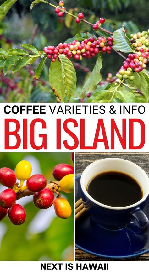 One of the most exciting things about the Big Island is coffee. This guide details the different varieties of coffee on the Big Island - including Kona coffee and more! Kalua Pork, Types Of Coffee, Kona Coffee, Coffee Varieties, Big Island Of Hawaii, Island Of Hawaii, Food Spot, Hawaiian Food, The Big Island