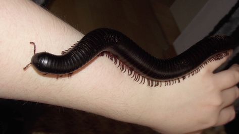 Millipedes, Aesthetic Forest, Cool Bugs, Animals Pictures, Beautiful Bugs, Makeup Quotes, Creepy Crawlies, Pretty Animals, Arthropods