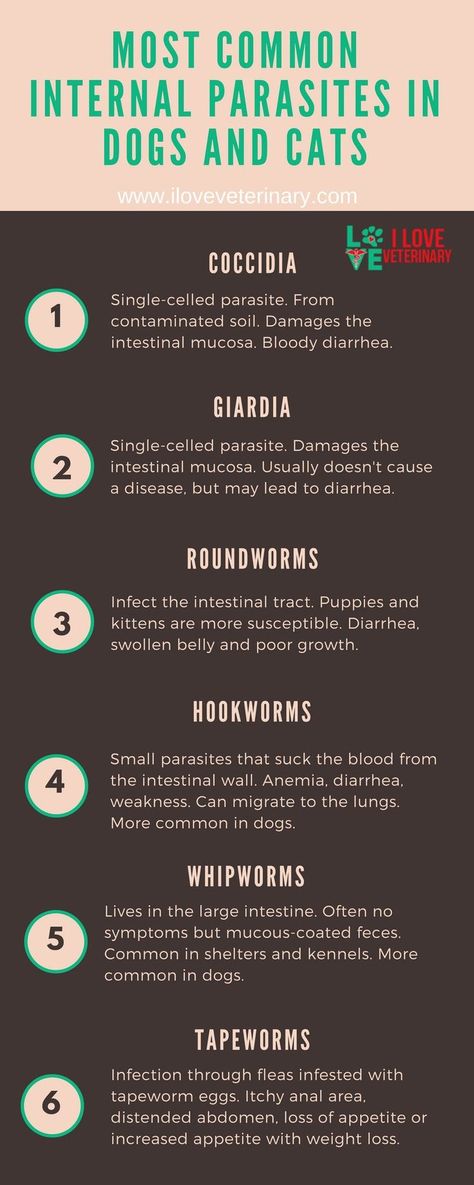 Veterinary infographic about internal parasites in dogs and cats.   Internal parasite in domestic animals are very common and can affect dogs and cats of any age and gender, but puppies and kittens seem to be more susceptible to infestation with these parasites because of their age and immature immune system. Common Veterinary Medications, Veterinary Terminology, Vet Tech Prep, Veterinary Technician Humor, Dog Parasites, Vet Tech Notes, Vtne Study, Veterinarian Assistant, Vet School Motivation