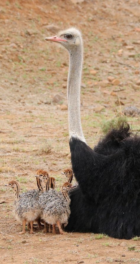 Mother ostrich with her babies. #Animals #Birds #Ostrich Ostrich Running, Baby Ostrich, Mother And Baby Animals, Bird Wallpaper, Animal Facts, Bird Pictures, African Animals, Animal Wallpaper, Animal Tattoos