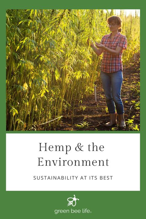 Are hemp products sustainable? What kind of sustainability profile does hemp have? Are there environmental benefits of using industrial hemp? Get answers to these questions and more on the Green Bee Life blog. How To Grow Hemp, Growing Hemp At Home, Growing Hemp, Hemp Farm, Southern Greens, Hemp Products, Business Basics, Hemp Leaf, Agriculture Farming