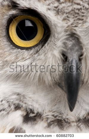 Discover millions of royalty-free photos, illustrations, and vectors in the Shutterstock collection. Thousands of new, high-quality images added every day. Dramatic Images, Bird Eyes, Animal Close Up, Regard Animal, Owl Photography, Eye Close Up, Taxidermy Art, Eye Eye, Owl Photos