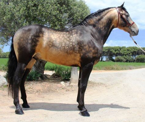 Dappled Sooty Buckskin Stallion...Beautiful!!! Rare Horse Colors, Unusual Horse, Buckskin Horse, Amazing Horses, Rare Horses, Gorgeous Horses, Equestrian Center, Most Beautiful Horses, Majestic Horse