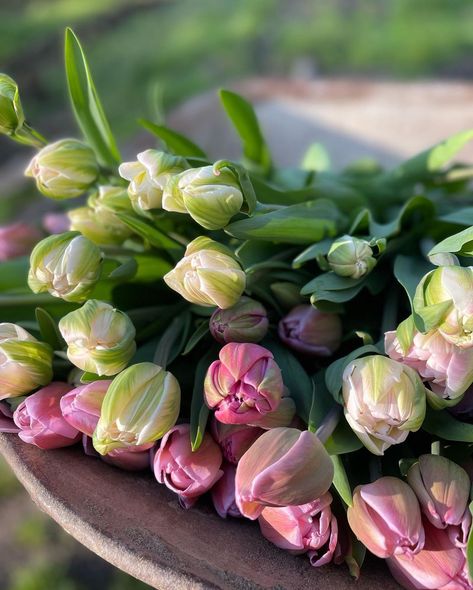 Double Tulips, British Village, Happy Birthday Hearts, Luxury Flower Bouquets, Flora Flowers, Aesthetic Flower, Cute Pastel Wallpaper, Pink Spring, Nature Plants