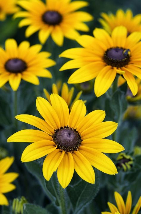 65 Flowers With Surprising Meanings - Meanings of Flowers Meanings Of Flowers, Flowers Reference, Plant Reference, Black Eyed Susan Flower, Flower References, Flower Dictionary, Black Eyed Susans, Flower Reference, State Flowers